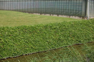 Hedera hibernica bodembedekker