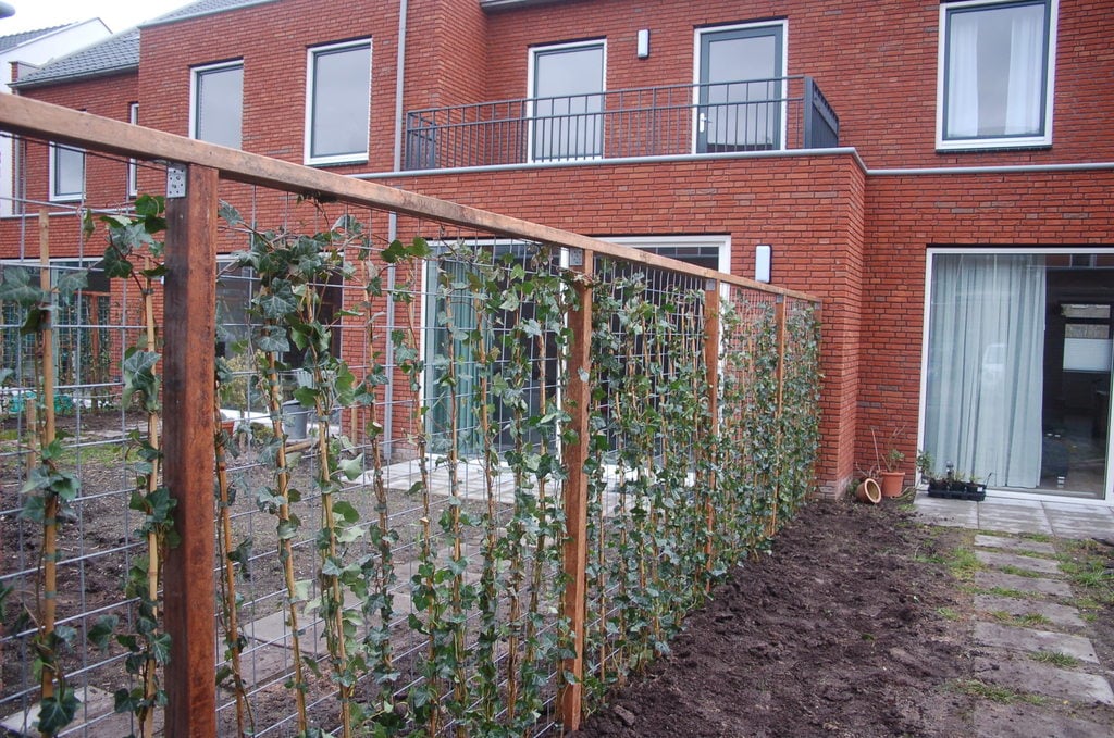 zuur Commotie Ga naar het circuit Hedera hibernica (Groene klimop) - Tuin-haag.nl