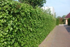 Hedera hibernica haag