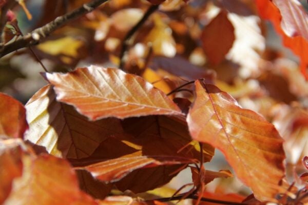 Fagus atropurpurea bruinrood