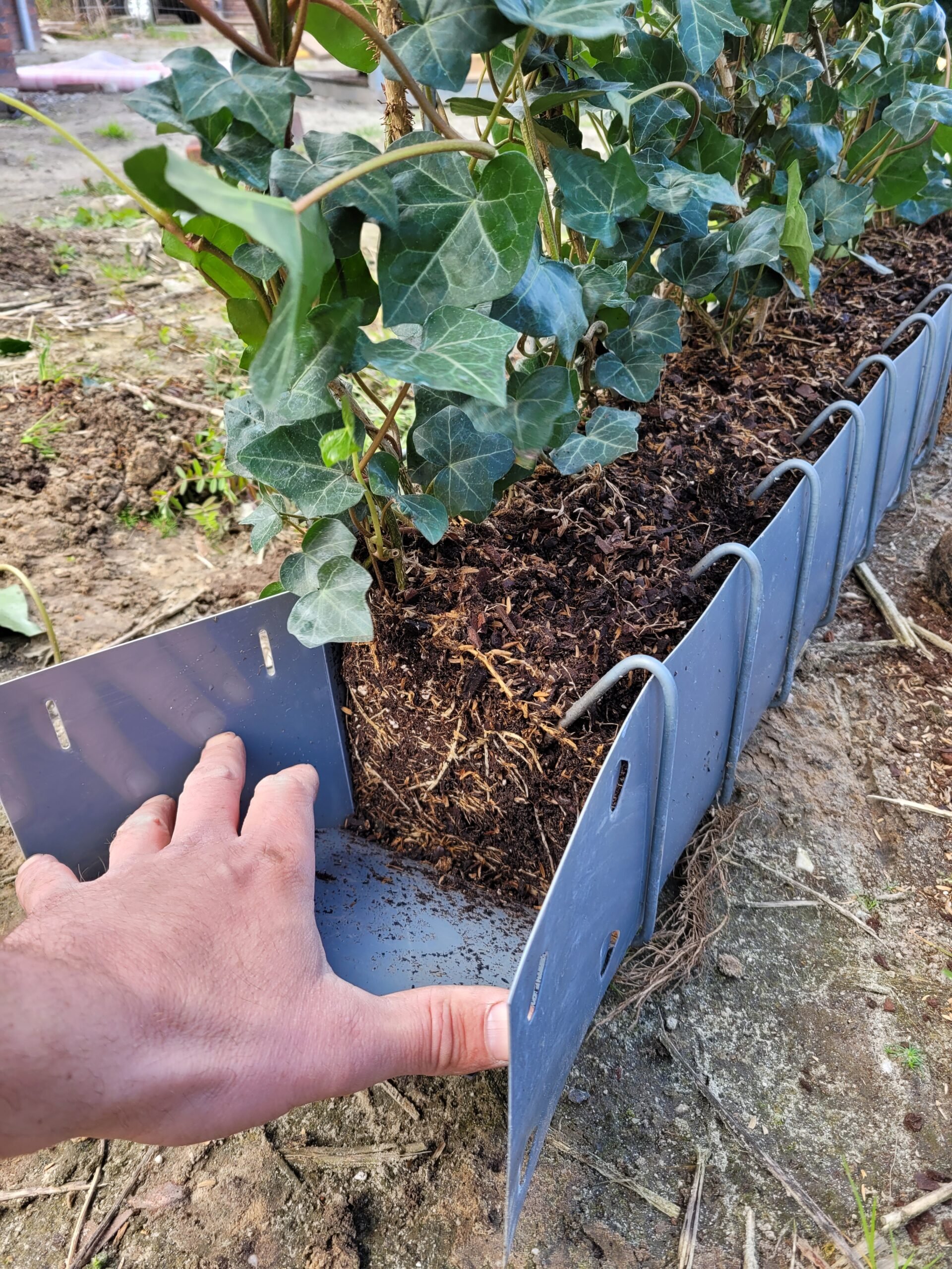 Zeeziekte Afdeling Glimlach Kant en klare Hederahaag - Tuin-haag.nl