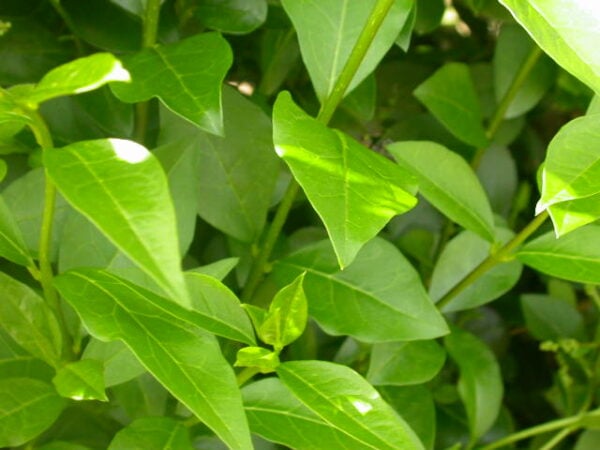 Ligustrum groen