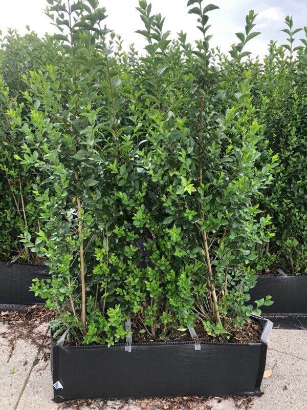 Ligustrum ovalifolium kant en klare haag