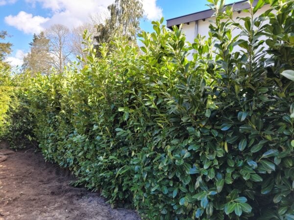 Prunus rotundifolia 250-300cm