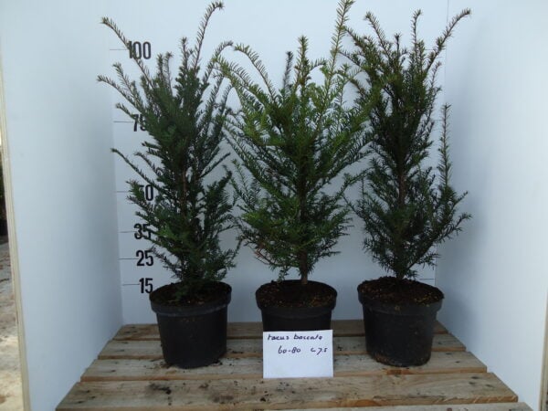 Taxus Baccata