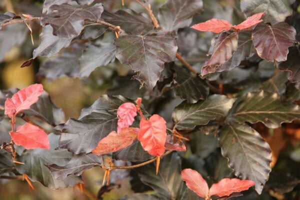 fagus sylvatica atropurpurea