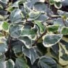 hedera algeriensis gloire de marengo