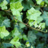 hedera hibernica bodembedekker