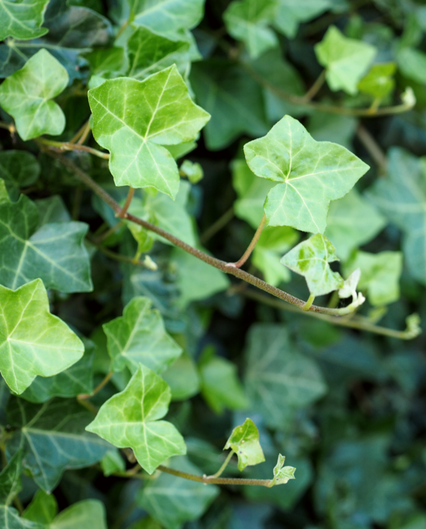 hedera hibernica bodembedekker