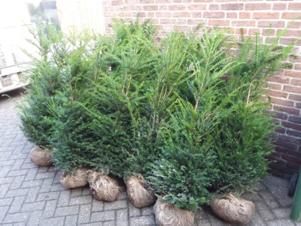 taxus baccata