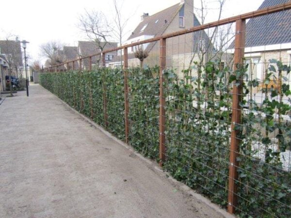 Hedera hibernica balkon