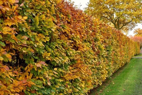 beuk haagbeuk carpinus betulus 150 175cm