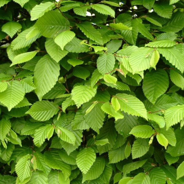 carpinus betulus blad