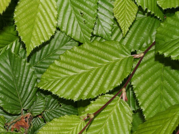 carpinus betulus haagbeuk