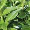 Prunus laurocerasus Genolia 2