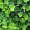 Hedera hibernica
