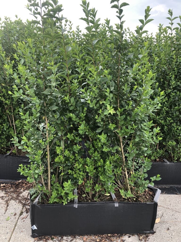 Ligustrum ovalifolium kant en klare haag