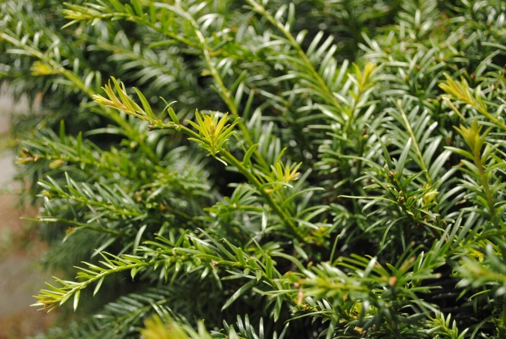 Taxus baccata scaled 1