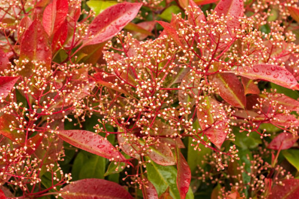 Photinia fraseri 'Red Robin' Glansmispel