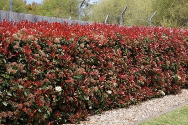 Photinia fraseri Red Robin