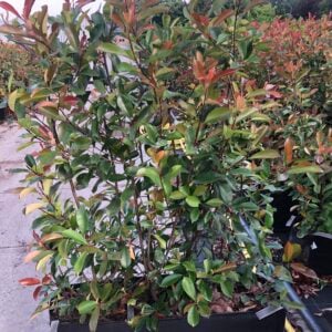 Photinia fraseri Red Robin kant en klaar