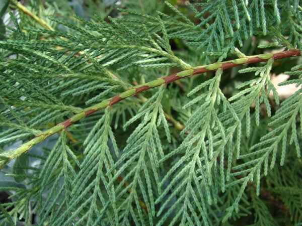 Cupressocyparis leylandii