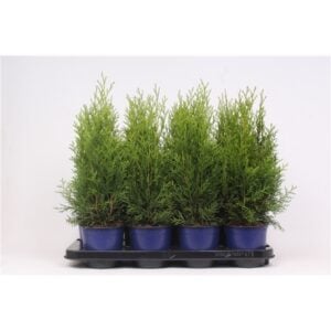 Thuja Smaragd