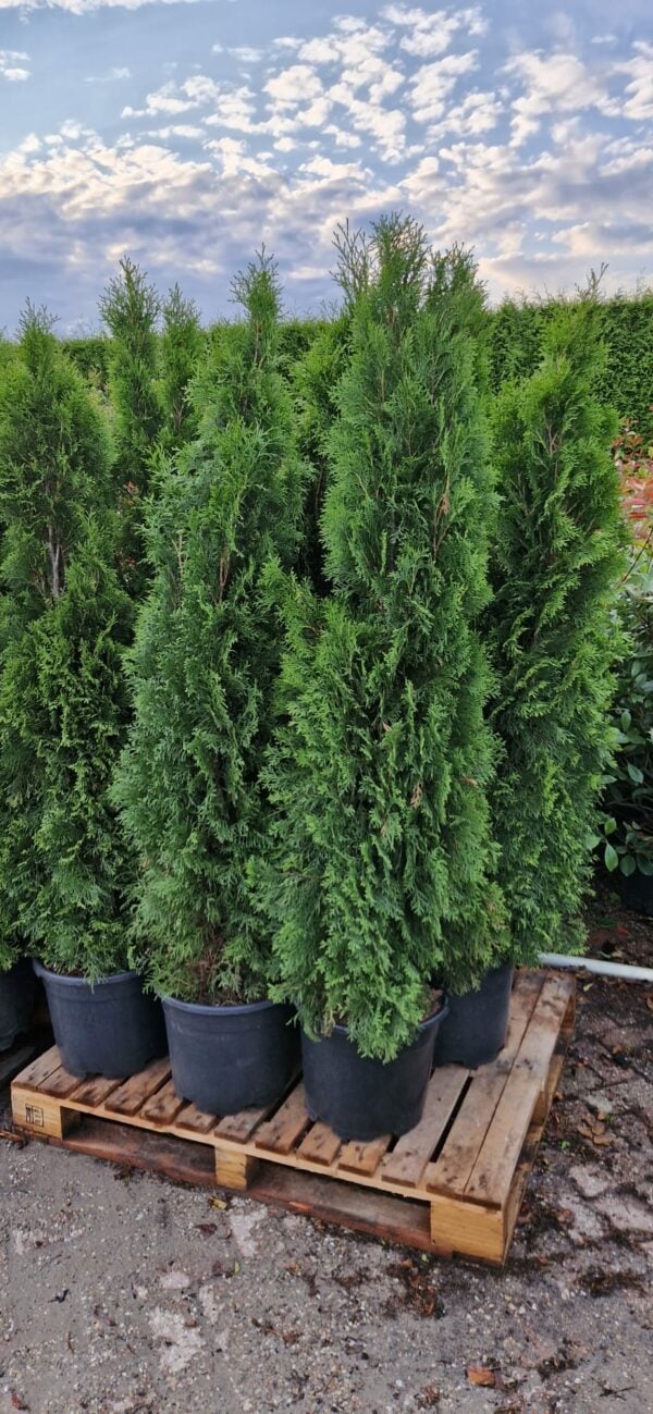 Thuja occ 'Smaragd'