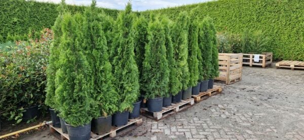 Thuja occ 'Smaragd'