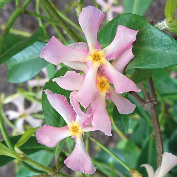 Trachelospermum j. Rose dInde