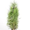 Thuja brabant 140 160