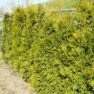 thuja occidentalis golden brabant