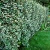 Elaeagnus ebbingei
