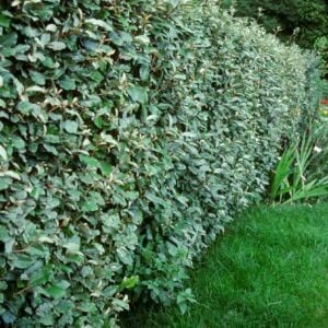 Elaeagnus ebbingei