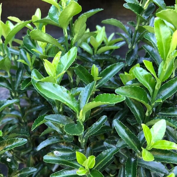 Euonymus japnicus Green Spire