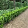 Euonymus japnicus Green Spire