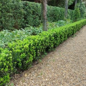 Euonymus japnicus Green Spire