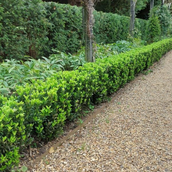 Euonymus japnicus Green Spire