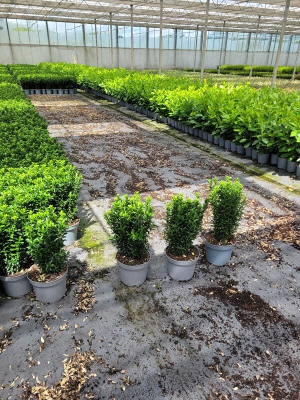 Euonymus japonicus 'Green Spire' - Afbeelding 8