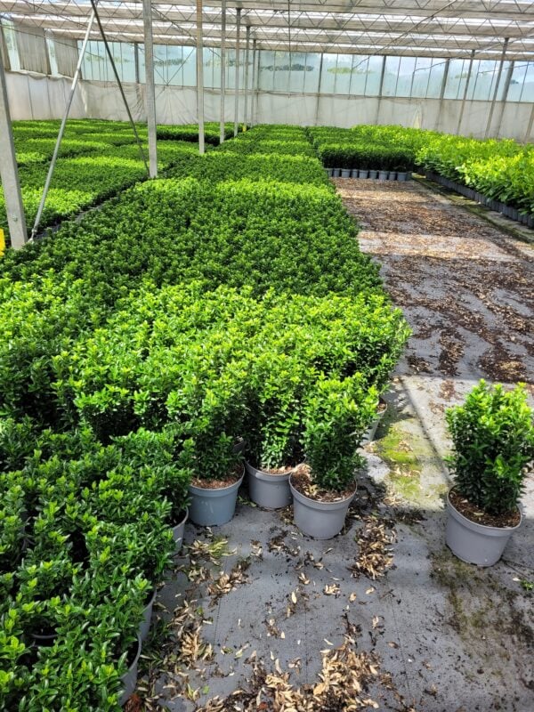 Euonymus japonicus 'Green Spire' - Afbeelding 7