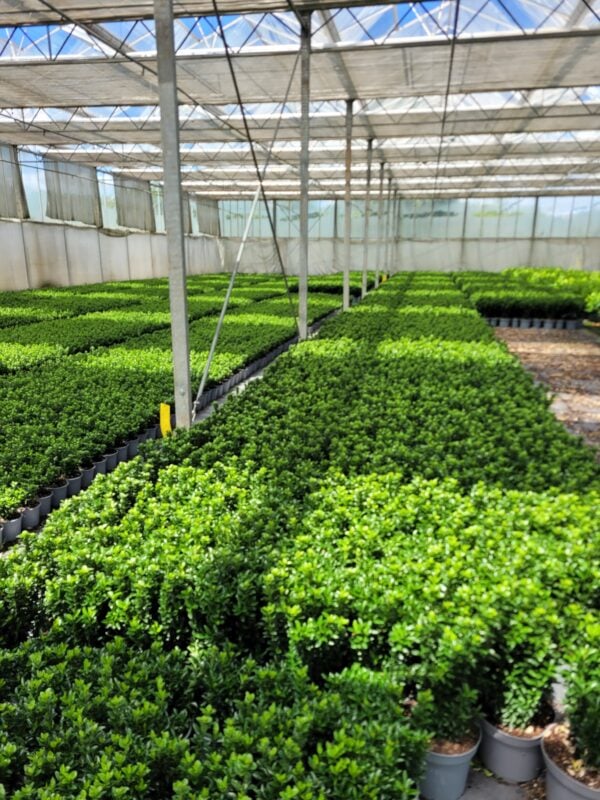 Euonymus japonicus 'Green Spire' - Afbeelding 9