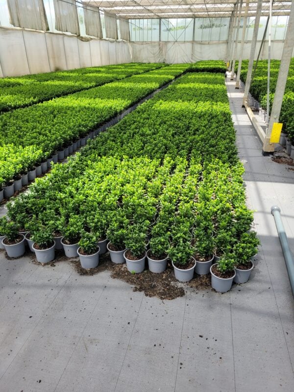 Euonymus japonicus 'Green Spire' - Afbeelding 6