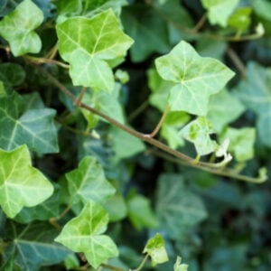 hedera hibernica close-up