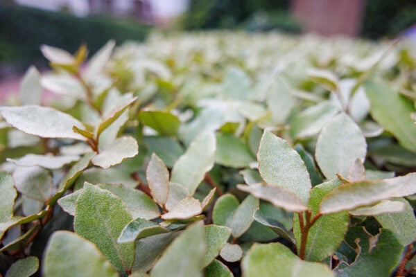 Elaeagnus ebbengeii