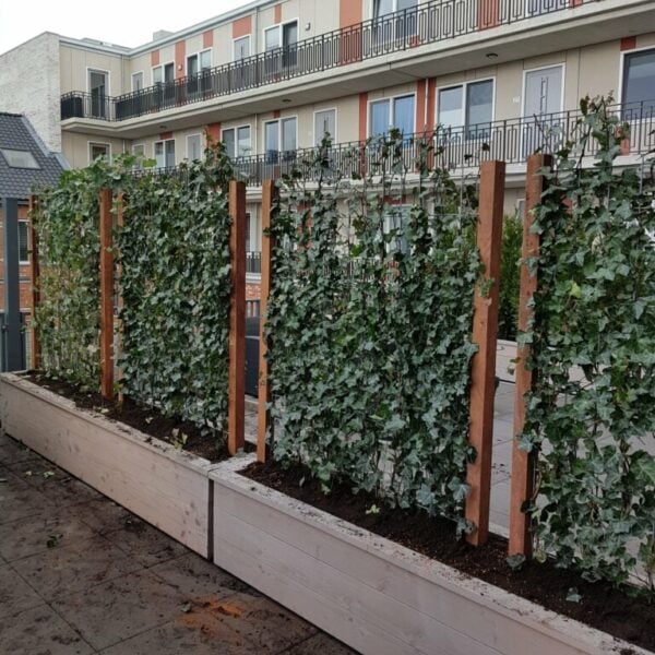 Houten plantenbak voor Hedera- of Jasmijnscherm